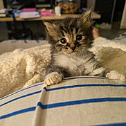 Filou a rejoint le concours — aidez-le/la à gagner de superbes lots ! animal, cat, claws, closeup, cozy, curious, cute, eyes, fur, furry, indoor, kitten, paws, pet, resting, small, soft, striped_blanket, whiskers, young