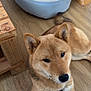 Volt a rejoint le concours — aidez-le/la à gagner de superbes lots ! dog, shiba_inu, pet_bed, toy, wooden_floor, indoor, animal, canine, fur, ears, face, collar, resting, domestic, household, flooring, brown, cute, companion, relaxed