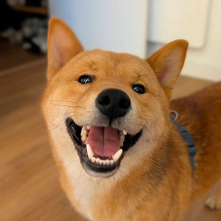 Volt participe au concours pour gagner de l'argent avec cette photo : animal, brown, canine, closeup, collar, companion, dog, domestic, ears, floor, friendly, fur, happy, indoor, pet, portrait, shiba_inu, smiling, teeth, tongue