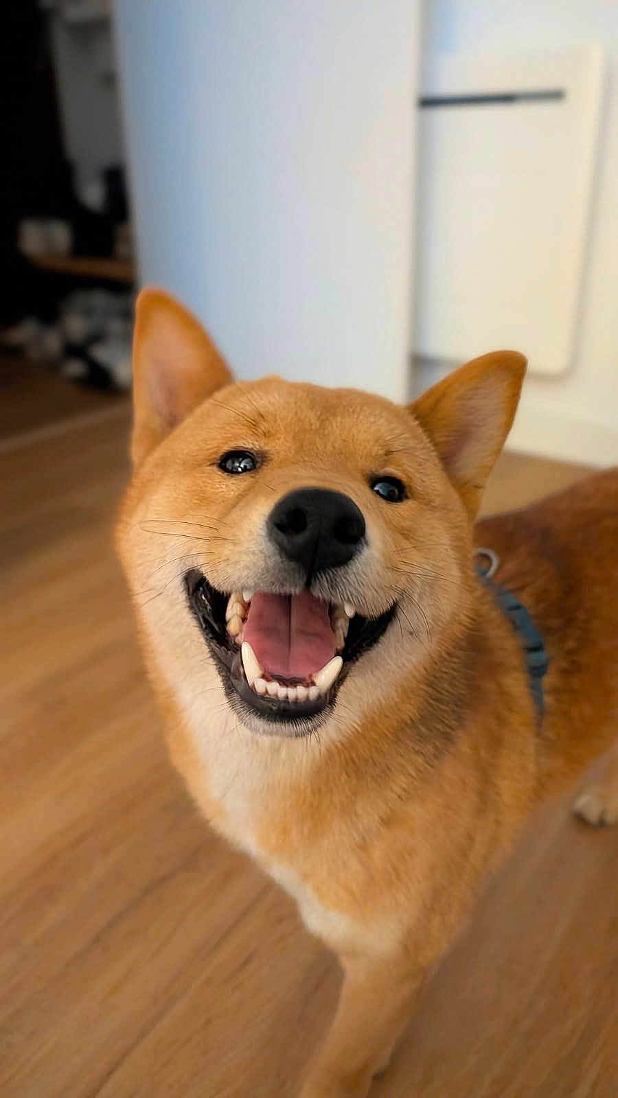 Volt participe au concours pour gagner de l'argent avec cette photo : dog, shiba_inu, smiling, indoor, pet, canine, fur, happy, tongue, teeth, ears, animal, friendly, companion, domestic, brown, floor, collar, closeup, portrait