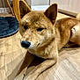 Volt a rejoint le concours — aidez-le/la à gagner de superbes lots ! animal, brown_fur, canine, close_up, companion, dog, domestic, ears, floor, fur, household, indoor, looking_away, lying_down, paws, pet, quiet, resting, shiba_inu, wooden_floor