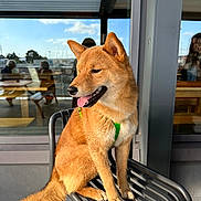Volt participe au concours pour gagner de l'argent avec cette photo : bench, canine, daylight, dog, fur, glass_window, happy, leash, metal_chair, outdoor, people, pet, portrait, reflection, shiba_inu, sitting, smiling, sunlight, tongue_out, urban
