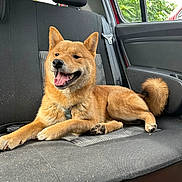 Volt a rejoint le concours — aidez-le/la à gagner de superbes lots ! dog, shiba_inu, car_interior, backseat, happy, panting, tongue_out, fur, pet, canine, animal, sitting, relaxed, window, seatbelt, black_seat, greenery, daylight, tail, paw