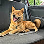 dog, shiba_inu, car_interior, backseat, happy, panting, tongue_out, fur, pet, canine, animal, sitting, relaxed, window, seatbelt, black_seat, greenery, daylight, tail, paw