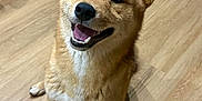 Volt a rejoint le concours — aidez-le/la à gagner de superbes lots ! animal, black_nose, cabinet, canine, dog, domestic, ears, floor, fur, happy, indoor, kitchen, mouth_open, pet, shadow, shiba_inu, sitting, smiling, teeth, wooden_floor