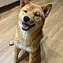 animal, black_nose, cabinet, canine, dog, domestic, ears, floor, fur, happy, indoor, kitchen, mouth_open, pet, shadow, shiba_inu, sitting, smiling, teeth, wooden_floor