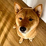 Volt participe au concours pour gagner de l'argent avec cette photo : animal, brown_fur, canine, companion, cute, dog, domestic, ears_up, floor, friendly, fur, house, indoor, looking_up, mammal, paw, pet, portrait, whiskers, wooden_floor