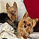 Buddy And Louie