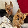 animal, blanket, canine, companion, cozy, cute, cute_expression, dog, ears, eye, face, fluffy, fur, indoors, pet, pillow, portrait, resting, small_dog, yorkshire_terrier