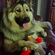 Brewski is registered to the contest to win money with this photo: animal, bird_toy, couch, dog, ears, fluffy, fur, furniture, happy, home, indoor, leather, paw, pet, plant, plush_toy, relaxed, smiling, tongue_out, toy