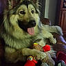 animal, bird_toy, couch, dog, ears, fluffy, fur, furniture, happy, home, indoor, leather, paw, pet, plant, plush_toy, relaxed, smiling, tongue_out, toy