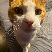 Romeo is registered to the contest to win money with this photo: animal, bed, cat, close_up, curious, cute, domestic_cat, eyes, feline, fur, head, indoor, looking, nose, orange_cat, pet, portrait, soft_light, whiskers, white_cat