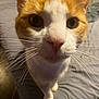 animal, bed, cat, close_up, curious, cute, domestic_cat, eyes, feline, fur, head, indoor, looking, nose, orange_cat, pet, portrait, soft_light, whiskers, white_cat