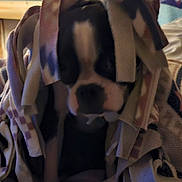 Kesha De joined the competition — help win amazing prizes! animal, bed, blanket, canine, comfort, cozy, cute, dog, domestic_animal, expression, fabric, fleece, fur, indoor, pet, portrait, resting, shy, warm, wrapped