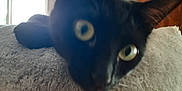 Victoire participe au concours pour gagner de l'argent avec cette photo : animal, black_cat, blur, cabinet, cat, cat_tree, close_up, cozy, curtains, ears, eyes, feline, furniture, home, indoor, pet, relaxing, resting, soft, window