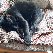 Victoire a rejoint le concours — aidez-le/la à gagner de superbes lots ! animal, black_cat, blanket, cat, cozy, cute, domestic_cat, feline, fur, indoor, leopard_print, nap, paw, pet_bed, relaxed, resting, sleeping, soft, whiskers, window_light