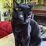 black_cat, cat, yellow_eyes, sitting, table, tablecloth, indoor, plant, couch, red_couch, cabinet, figurines, home, cozy, pet, fur, whiskers, portrait, domestic_animal, feline