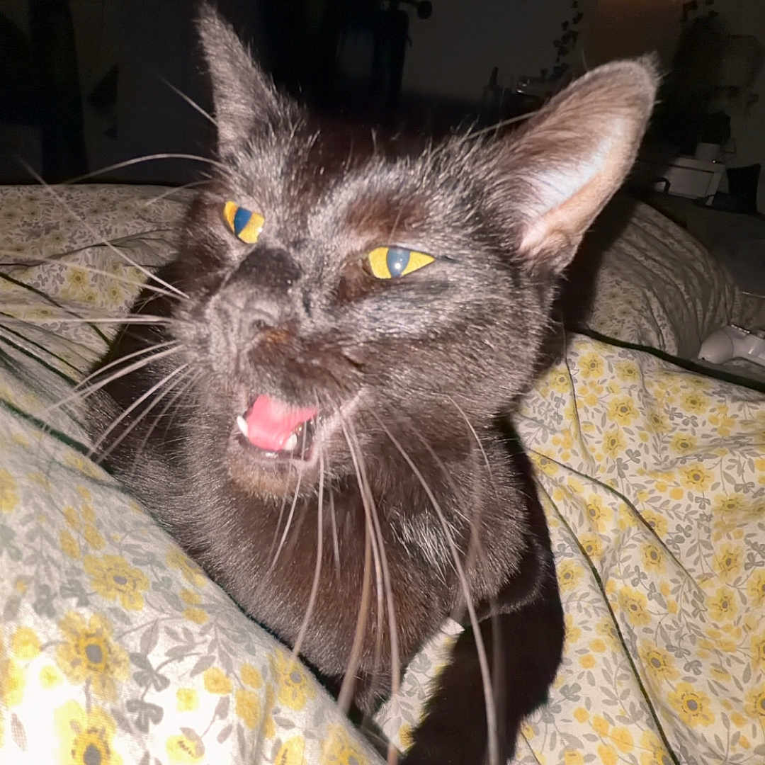 Loki joined the competition — help win amazing prizes! animal, bed, black_cat, blanket, cat, close_up, cute, domestic, ears, flash, floral_pattern, fur, indoor, meowing, mouth_open, night, pet, sleeping_area, whiskers, yellow_eyes