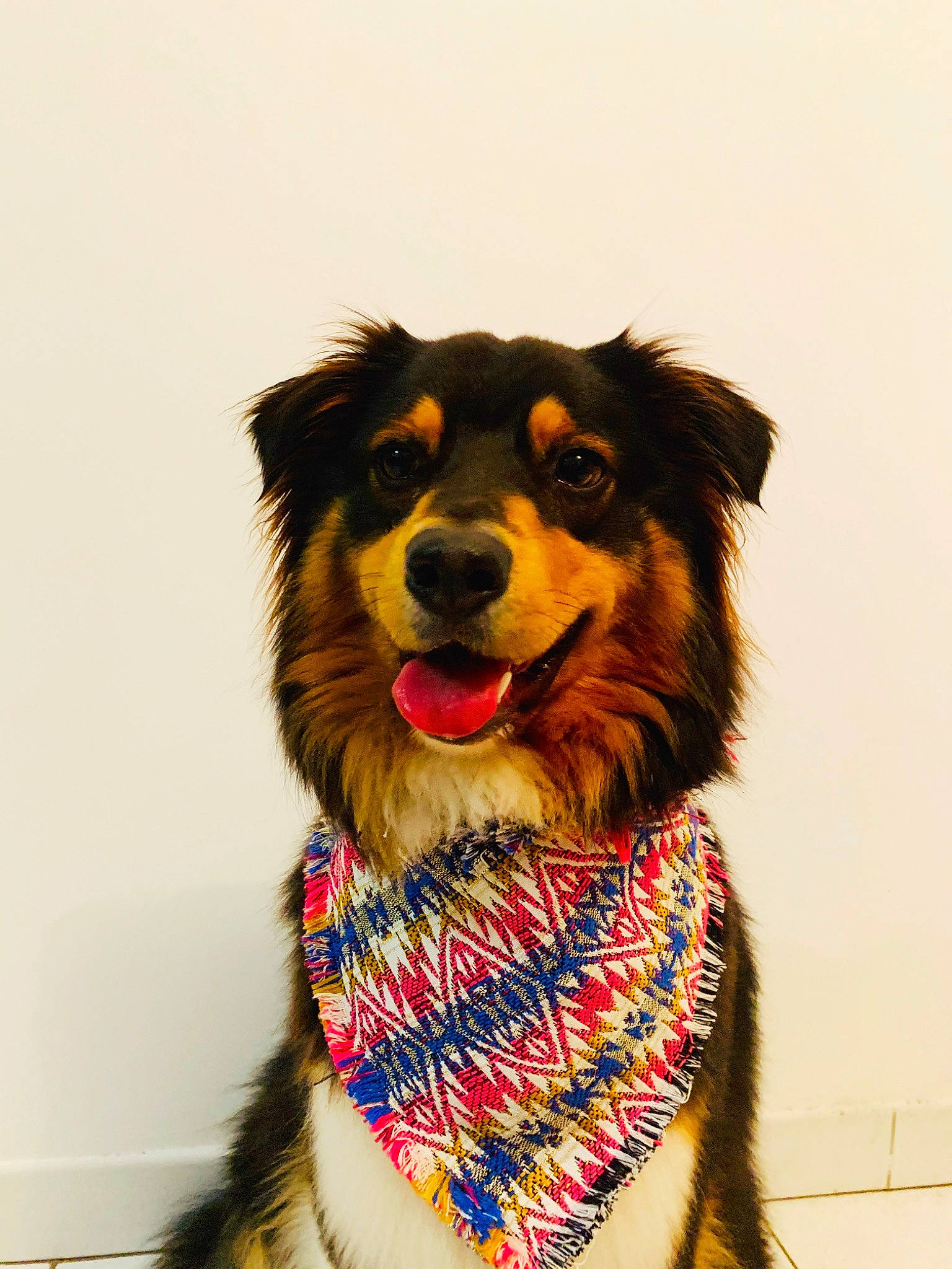 Ony a rejoint le concours — aidez-le/la à gagner de superbes lots ! australian_shepherd, border_collie, canidae, carnivore, companion_dog, design, dog, dog_breed, english_shepherd, fashion_accessory, fur, mammal, pattern, plaid, rare_breed_dog, snout, sporting_group, working_dog