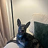 Chance joined the competition — help win amazing prizes! alert, animal, black_fur, couch, cozy, curious, curtain, cushion, dog, home, indoor, lamp, living_room, pet, portrait, sitting, sofa, tongue_out, upright_ears, white_chest