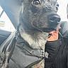 Chance is registered to the contest to win money with this photo: animal, black_and_tan, car, car_seat, close_up, collar, dog, face, funny_expression, harness, interior, natural_light, person, pet, portrait, puppy, seated, vehicle, video_call, wide_eyed