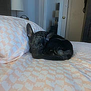 Chance is registered to the contest to win money with this photo: bed, bedding, bedroom, black_dog, blanket, cozy, curled_up, dog, door, home, indoors, lamp, lying_down, patterned_fabric, pet, pillow, portrait, puppy, resting, sleeping