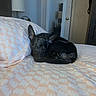 bed, bedding, bedroom, black_dog, blanket, cozy, curled_up, dog, door, home, indoors, lamp, lying_down, patterned_fabric, pet, pillow, portrait, puppy, resting, sleeping