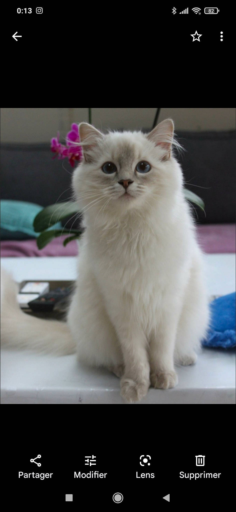 Jasmine a rejoint le concours — aidez-le/la à gagner de superbes lots ! british_longhair, carnivore, cat, felidae, fur, small_to_medium_sized_cats, snout, tail, terrestrial_animal, whiskers