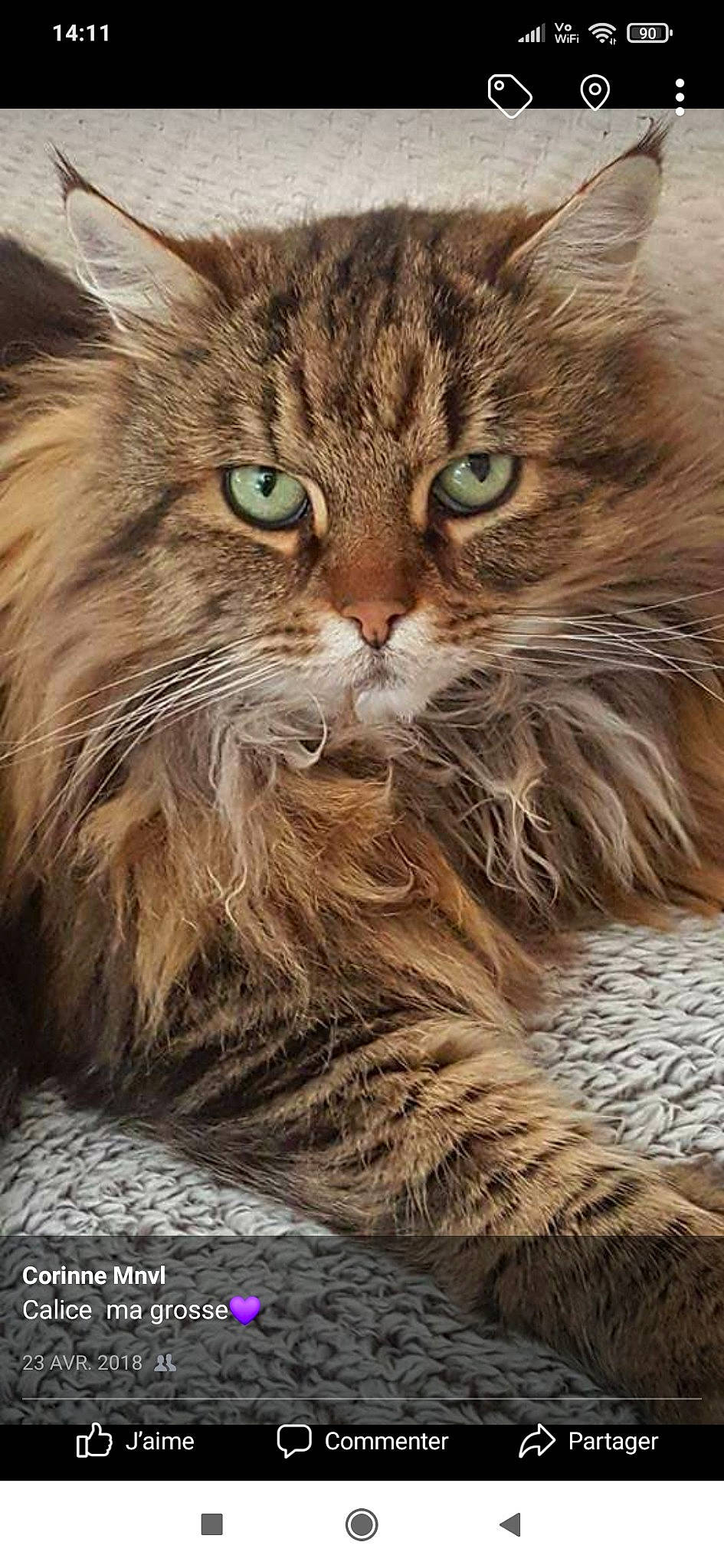 Calice participe au concours pour gagner de l'argent avec cette photo : carnivore, cat, claw, domestic_short_haired_cat, fawn, felidae, fur, grass, maine_coon, paw, small_to_medium_sized_cats, snout, tail, terrestrial_animal, whiskers, wildlife, wood