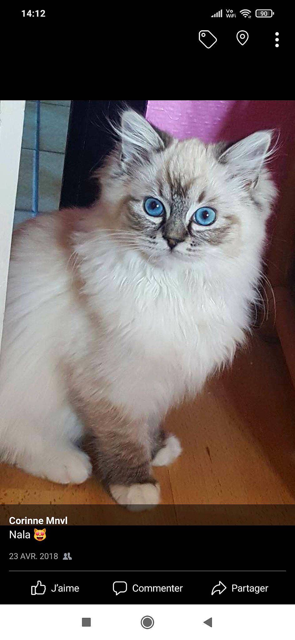 Nala participe au concours pour gagner de l'argent avec cette photo : british_longhair, carnivore, cat, claw, electric_blue, fawn, felidae, fur, iris, paw, photo_caption, ragdoll, sitting, small_to_medium_sized_cats, snout, tail, terrestrial_animal, whiskers