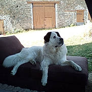 Molly participe au concours pour gagner de l'argent avec cette photo : bucovina_shepherd_dog, canidae, carnivore, companion_dog, dog, dog_breed, great_pyrenees, landseer, livestock_guardian_dog, mammal, mucuchies, pyrenean_mastiff, rare_breed_dog, sporting_group, tornjak, vertebrate