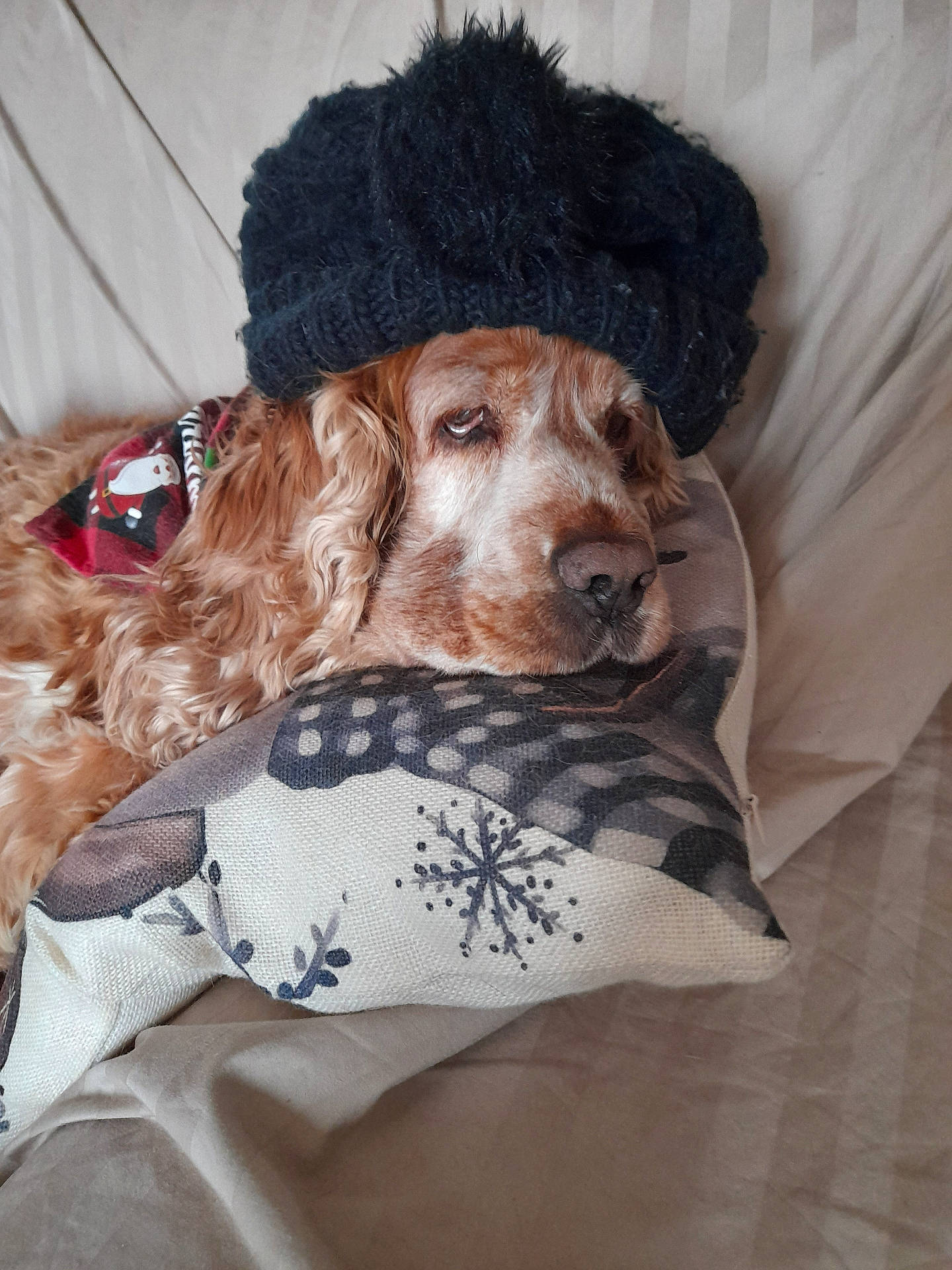 Indie participe au concours pour gagner de l'argent avec cette photo : animal, beanie, blanket, canine, cap, clothing, cockerspaniel, couch, cushion, dog, furniture, hat, homedecor, hound, linen, pet, pillow, poodle, puppy, terrier