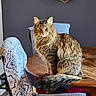cat, tabby, fluffy, sitting, table, wooden_table, chair, fabric, patterned_fabric, blue_fabric, indoor, domestic, pet, feline, fur, tail, gaze, calm, home, living_room