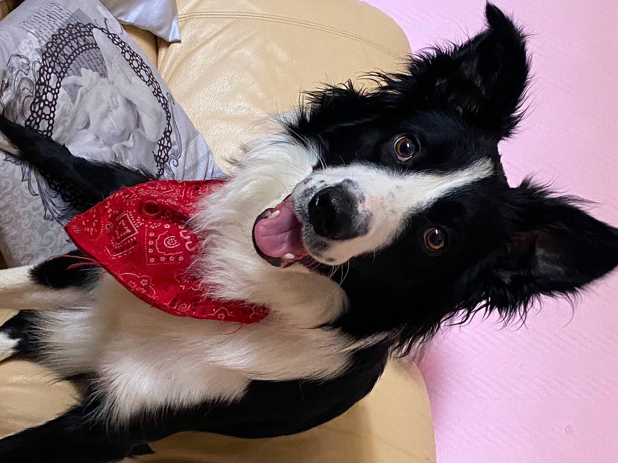 Tyler participe au concours pour gagner de l'argent avec cette photo : bernese_mountain_dog, border_collie, canidae, carnivore, collar, companion_dog, dog, dog_breed, dog_collar, dog_supply, ear, eyewear, fang, fur, herding_dog, paw, snout, sporting_group, whiskers, working_dog