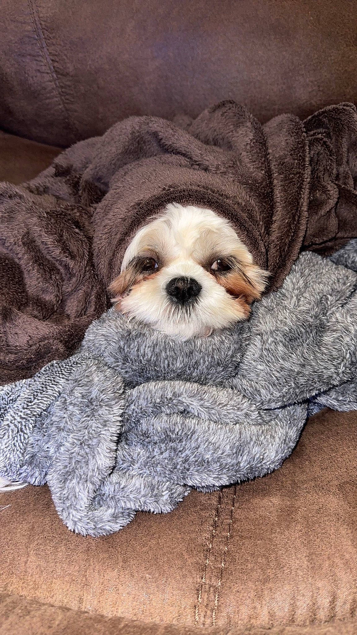 Gracie joined the competition — help win amazing prizes! art, canidae, carnivore, comfort, companion_dog, dog, dog_breed, dog_supply, fawn, grey, linens, liver, pattern, shih_tzu, sleeve, snout, sporting_group, textile, toy_dog, working_animal