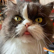 Yéti a rejoint le concours — aidez-le/la à gagner de superbes lots ! animal, cat, close_up, closeup, curious, cute, domestic_cat, expression, face, feline, fluffy, indoor, mammal, pet, pink_tongue, portrait, soft_fur, surprised, whiskers, yellow_eyes