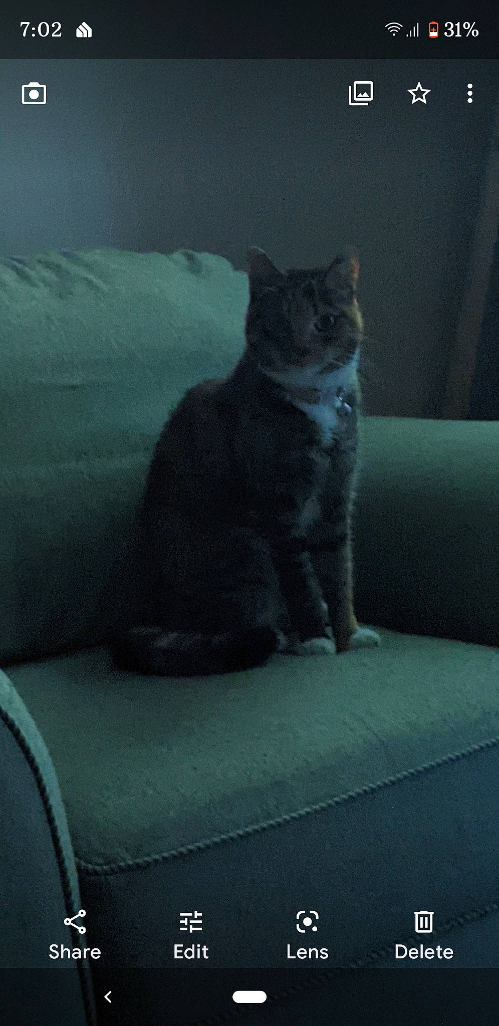 Penny Pinch joined the competition — help win amazing prizes! black_cat, carnivore, cat, comfort, couch, darkness, domestic_short_haired_cat, felidae, fur, grey, paw, sitting, small_to_medium_sized_cats, snout, snow, tail, terrestrial_animal, tints_and_shades, whiskers, window