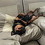 Doobie is registered to the contest to win money with this photo: animal, black, brown, canine, collar, comfort, couch, cute, dog, fur, home, indoor, leather, paw, pet, playful, relaxed, resting, smile, upside_down