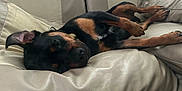 Doobie is registered to the contest to win money with this photo: animal, black, canine, collar, comfort, couch, cozy, dog, ear, fur, home, indoors, leather, nap, paw, pet, relaxation, resting, sleeping, tan