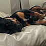 animal, black, canine, collar, comfort, couch, cozy, dog, ear, fur, home, indoors, leather, nap, paw, pet, relaxation, resting, sleeping, tan