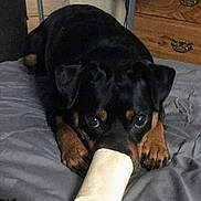 Doobie is registered to the contest to win money with this photo: animal, bed, black_and_tan, bone, canine, close_up, companion, curious, cute, dog, domestic, furniture, indoor, looking, lying_down, paw, pet, resting, snout, toy