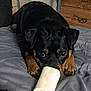 animal, bed, black_and_tan, bone, canine, close_up, companion, curious, cute, dog, domestic, furniture, indoor, looking, lying_down, paw, pet, resting, snout, toy