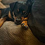 Doobie is registered to the contest to win money with this photo: animal, black_and_tan, brown, canine, close_up, companion, couch, cozy, cute, dog, face, fur, home, indoor, paw, pet, relaxed, resting, soft, texture