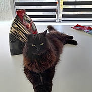 Charlie a rejoint le concours — aidez-le/la à gagner de superbes lots ! animal, black_cat, blinds, cat, decor, feline, fluffy, fur, household, indoor, laying_down, modern, pet, relaxed, striped, table, vase, whiskers, window, yellow_eyes