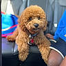 animal, blue_shirt, brown, car_interior, clothing, collar, companionship, curious, dog, domestic_animal, fluffy, leather_seat, person_partial, pet, poodle, puppy, relaxing, seat, tag, travel