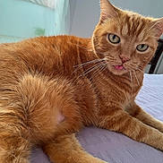 Patapouf participe au concours pour gagner de l'argent avec cette photo : cat, orange_tabby, tongue_out, pet, feline, indoor, bed, relaxing, whiskers, fur, paw, cute, close_up, window_light, domestic_animal, sleepy, pink_nose, green_eyes, soft_texture, resting
