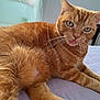 cat, orange_tabby, tongue_out, pet, feline, indoor, bed, relaxing, whiskers, fur, paw, cute, close_up, window_light, domestic_animal, sleepy, pink_nose, green_eyes, soft_texture, resting