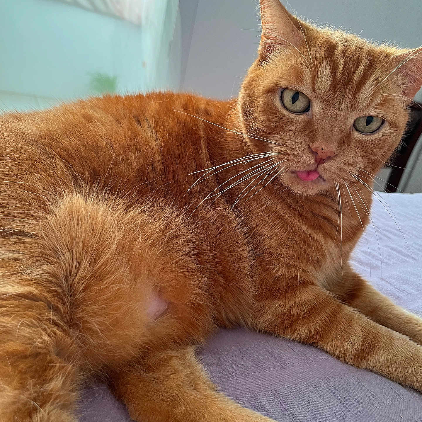 Patapouf participe au concours pour gagner de l'argent avec cette photo : bed, cat, close_up, cute, domestic_animal, feline, fur, green_eyes, indoor, orange_tabby, paw, pet, pink_nose, relaxing, resting, sleepy, soft_texture, tongue_out, whiskers, window_light
