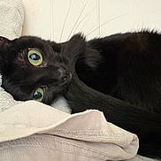 Pee is registered to the contest to win money with this photo: cat, black_cat, green_eyes, close_up, bedding, towel, cozy, indoor, whiskers, tail, fur, portrait, looking_at_camera, playful, resting, nap, fabric_texture, soft, eye_contact, pet