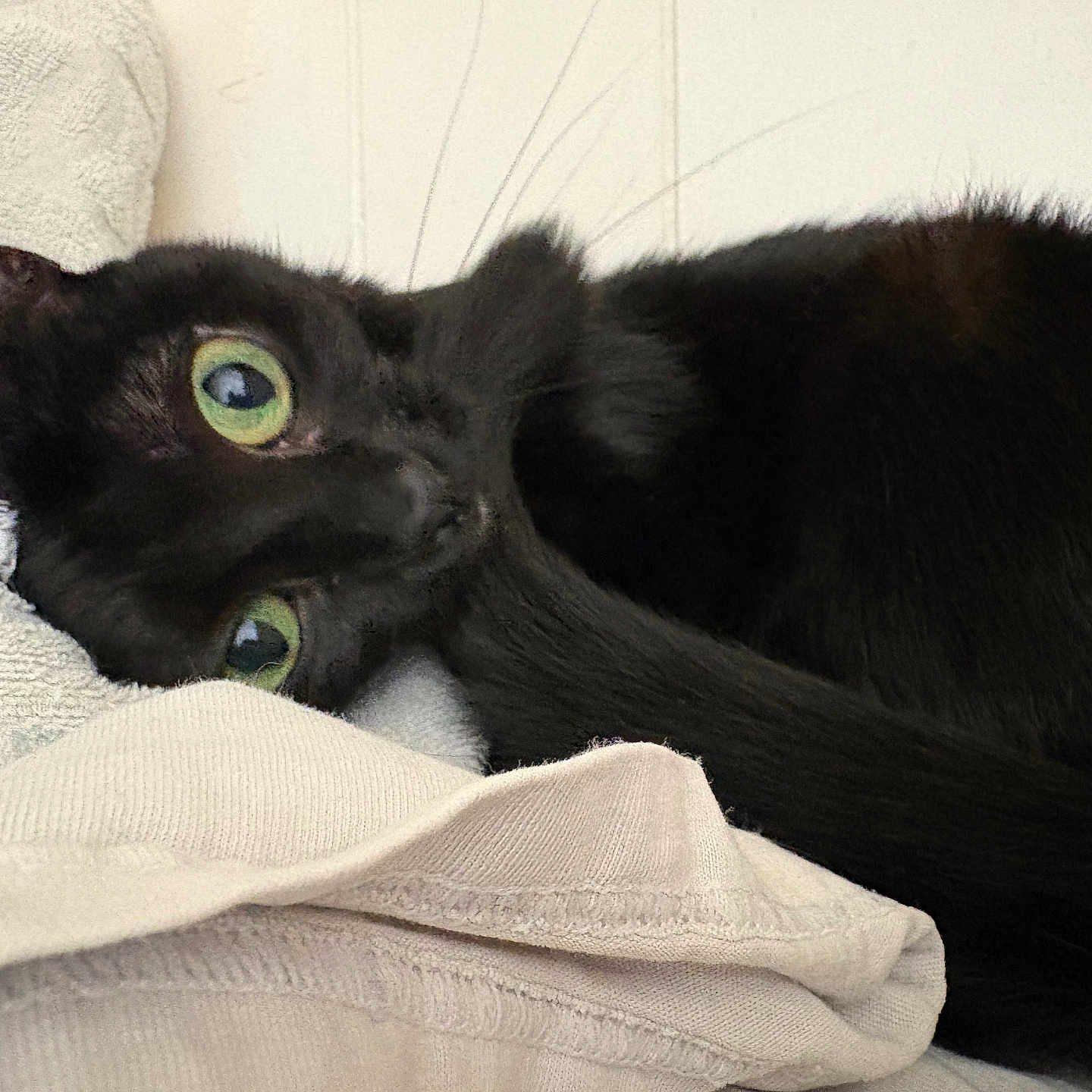 Pee is registered to the contest to win money with this photo: bedding, black_cat, cat, close_up, cozy, eye_contact, fabric_texture, fur, green_eyes, indoor, looking_at_camera, nap, pet, playful, portrait, resting, soft, tail, towel, whiskers